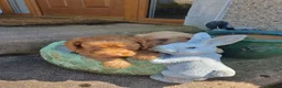 Cockapoo dogs for sale: cockapoo puppies f1 in Ayr - Advert 5