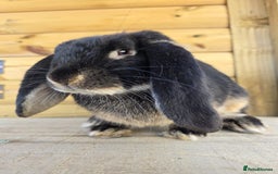 French Lop rabbits for sale: Giant French Lops - Advert 2