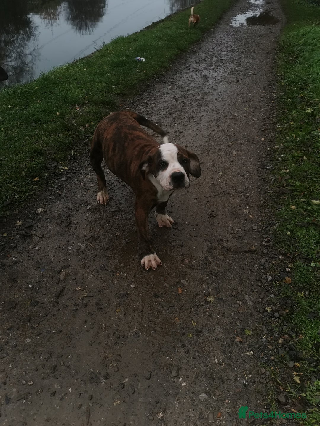 Mixed Breed dogs for sale: American bulldog mastiff cross puppies for sale - Advert 7