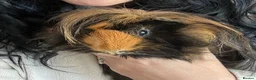 Guinea Pig rodents for sale: Two male Guinea pigs 2 year old in Tadcaster - Advert 2