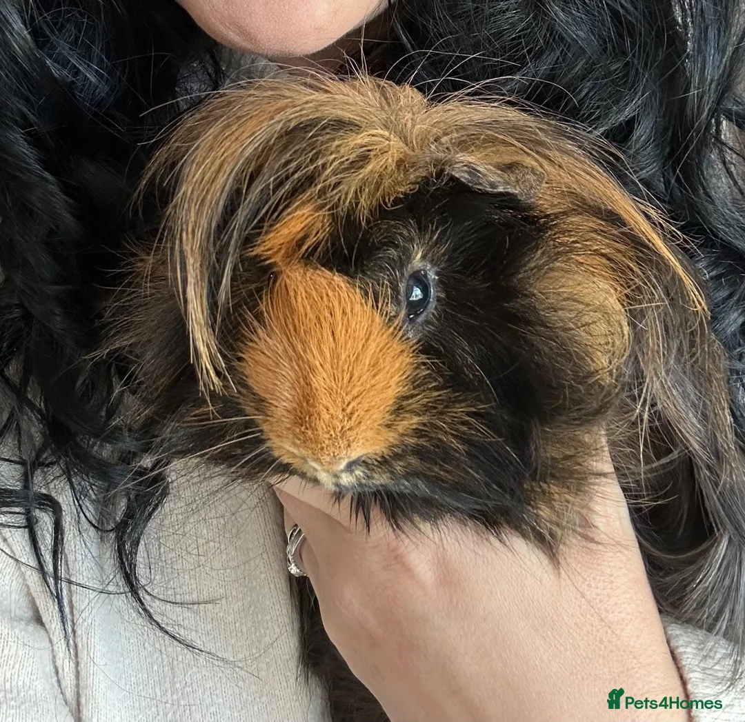 Guinea Pig rodents for sale: Two male Guinea pigs 2 year old in Tadcaster - Advert 2