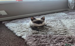 Siamese cats for sale: Siamese kitten - Advert 2