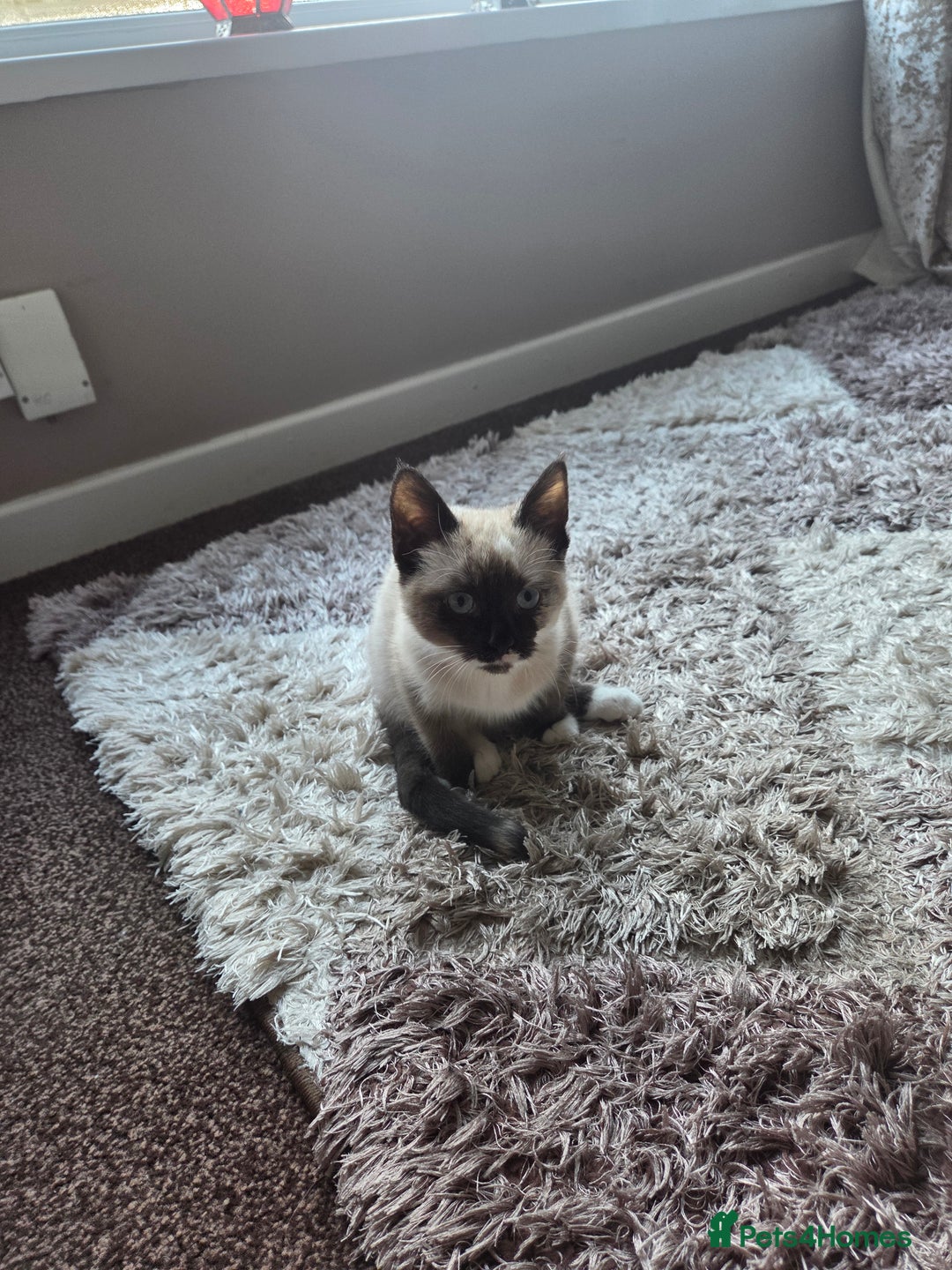 Siamese cats for sale: Siamese kitten - Advert 2