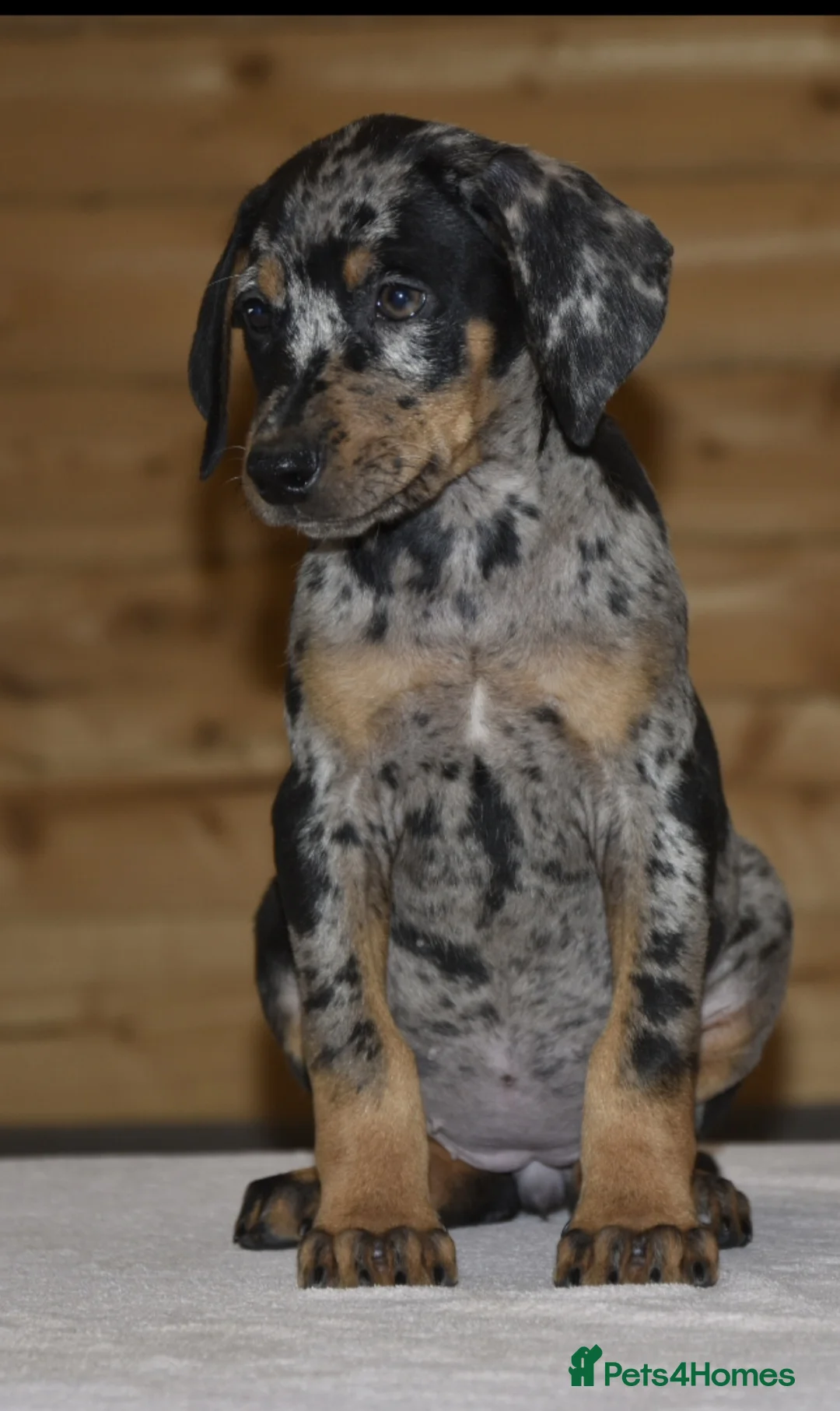 Dobermann dogs for sale: Unique hybrid dobermann pups - Advert 10