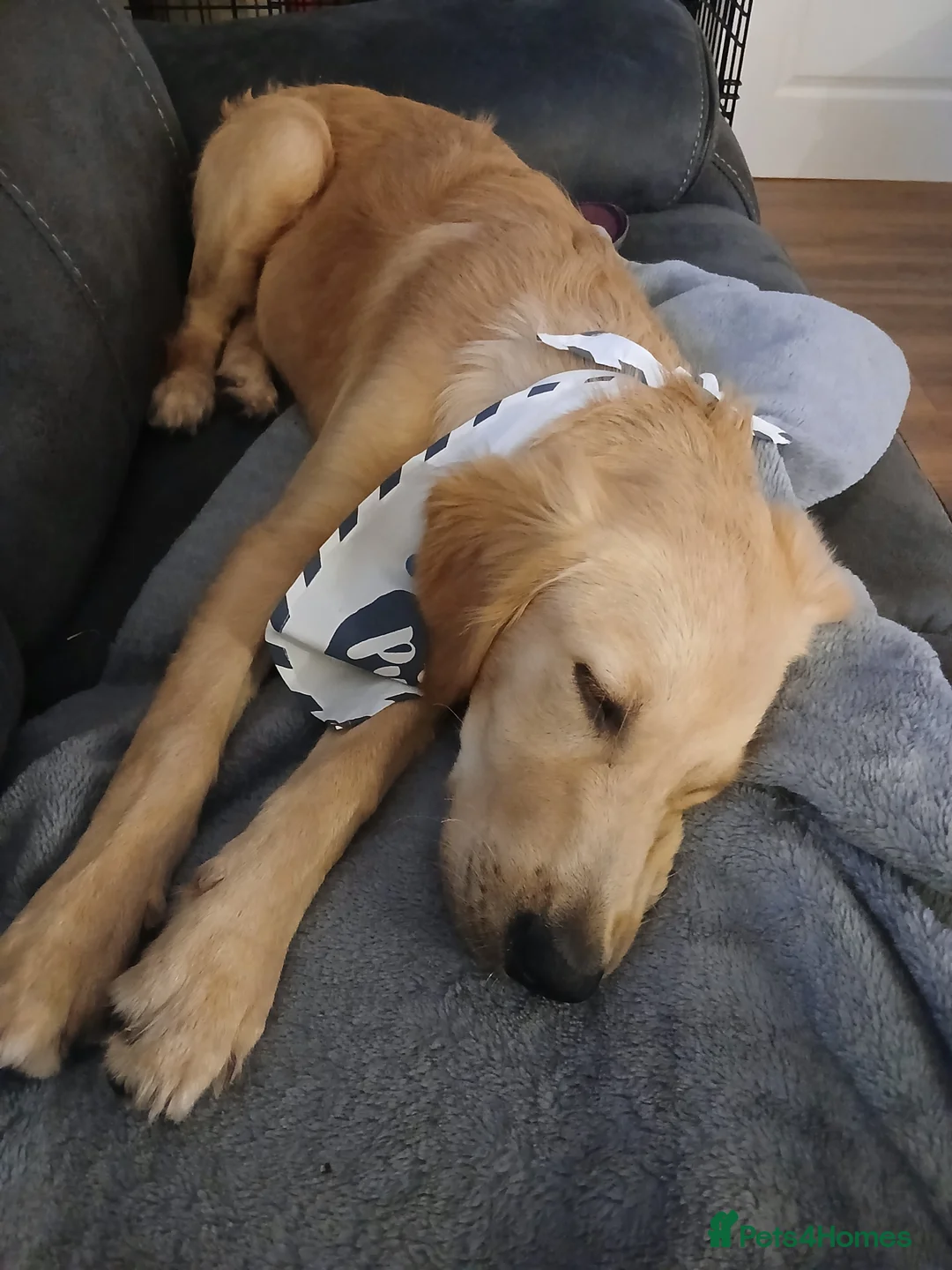 Golden Retriever dogs for sale: Male Golden Retriever - Advert 3