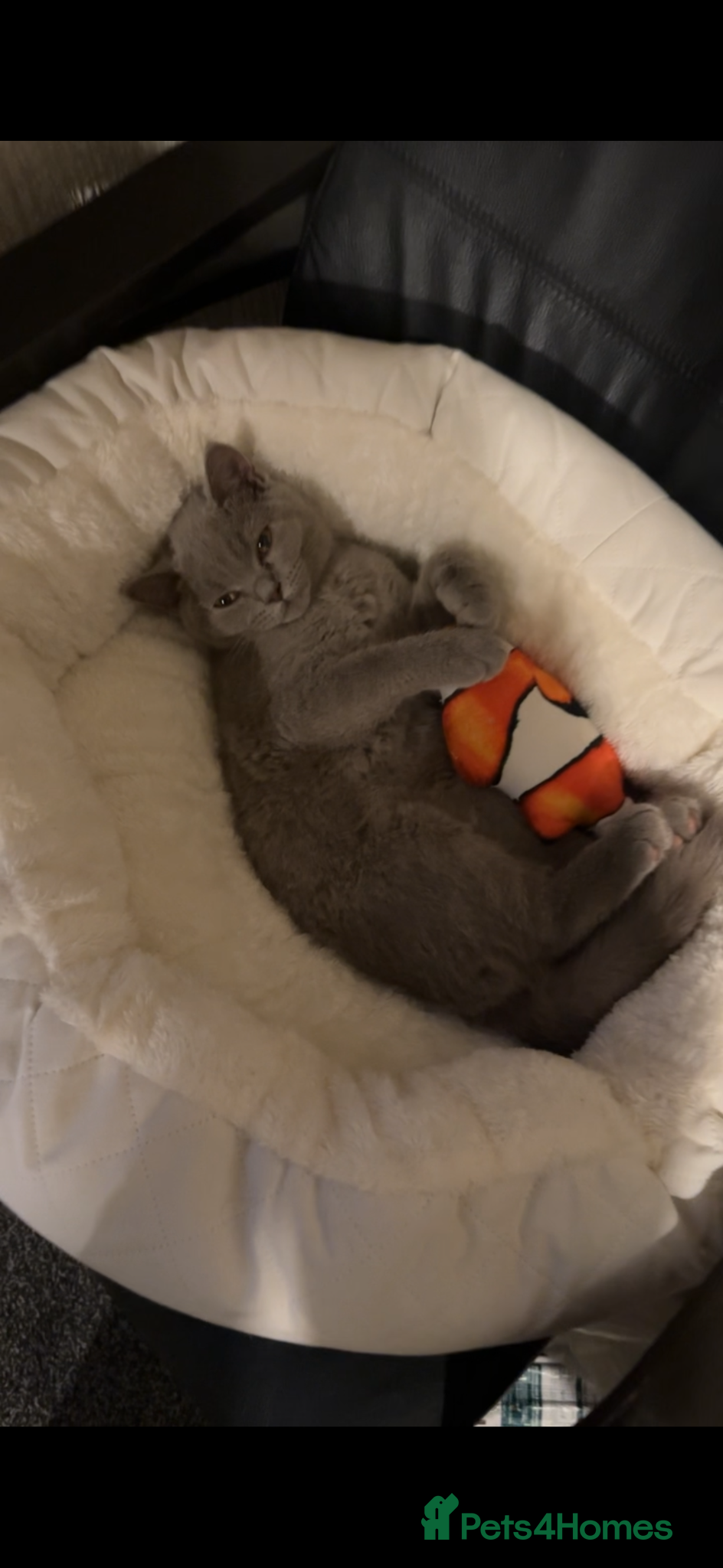 British Shorthair cats British shorthair  - Advert 7