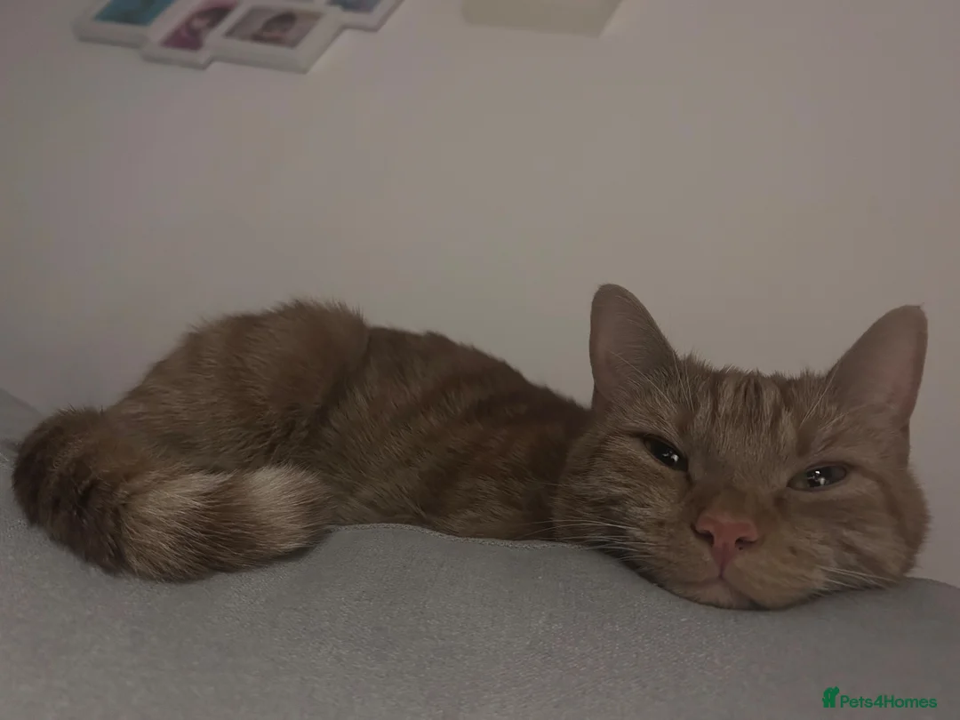 Mixed Breed cats for sale: Gorgeous ginger boy needing a home - Advert 2