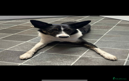 Border Collie dogs for sale: Border collie - Image 2