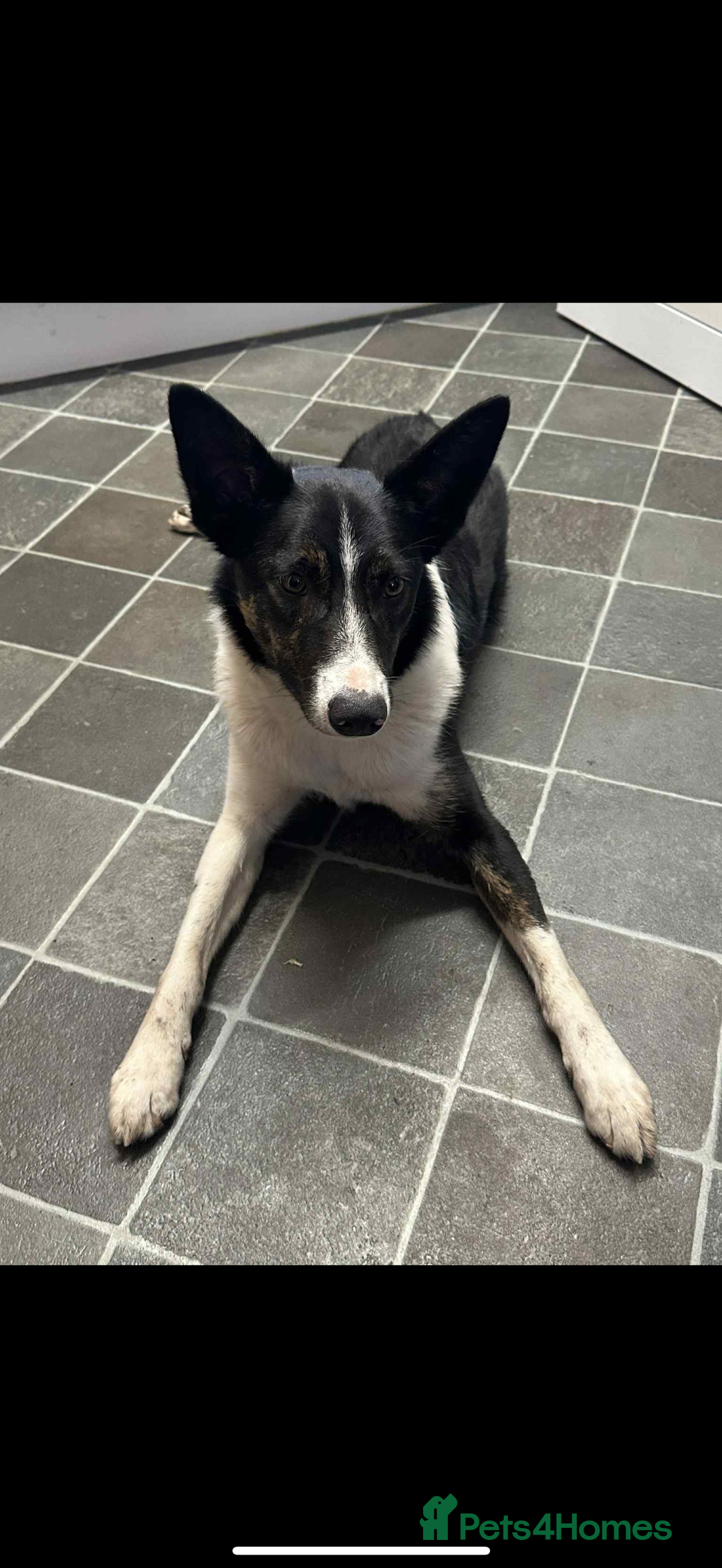 Border Collie dogs for sale: Border collie - Image 2