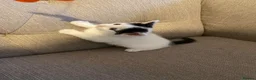 Mixed Breed cats for sale: Two gorgeous playful boys  - Advert 6