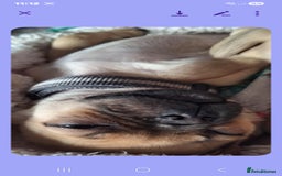 Pug dogs for sale: Pug girl  - Advert 3