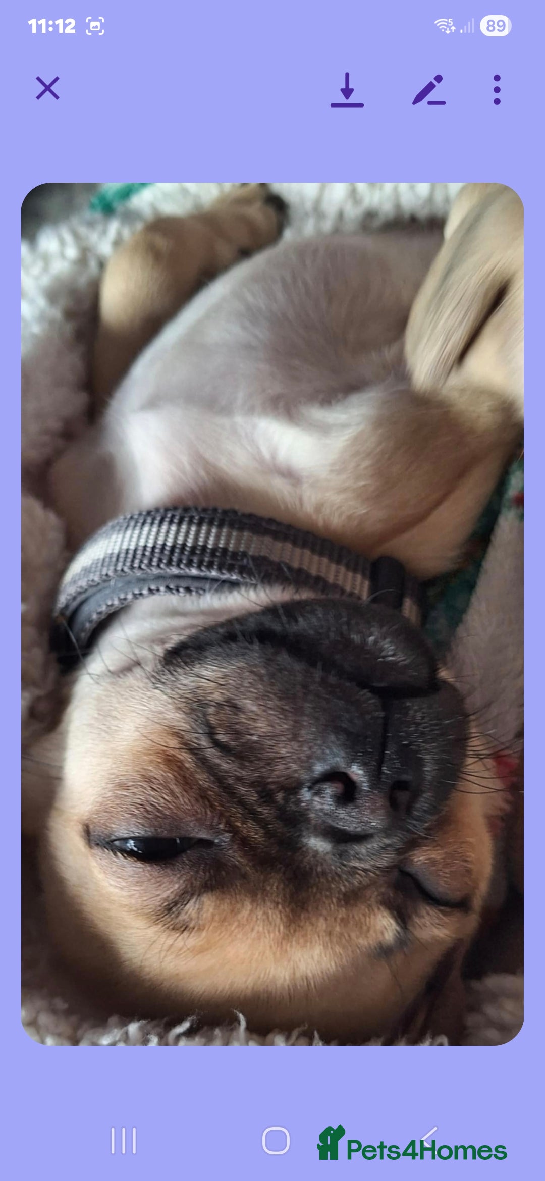 Pug dogs for sale: Pug girl  - Advert 3