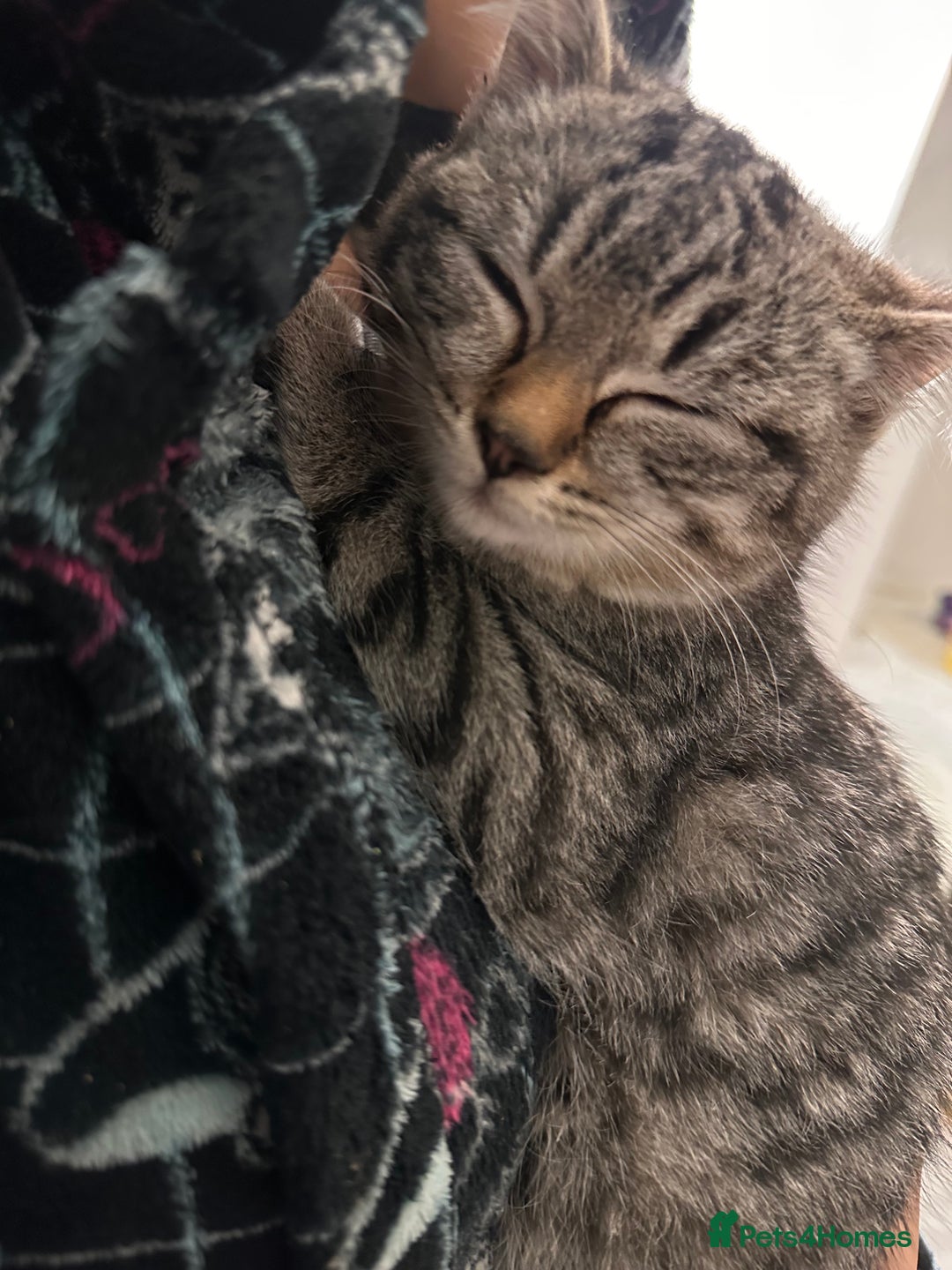 Mixed Breed cats for sale: Female mixed tabby  - Image 1