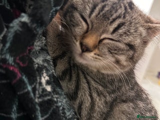 Mixed Breed cats for sale - Advert 1