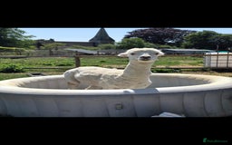 Alpaca livestock for sale: 3 Male Alpacas  - Image 2