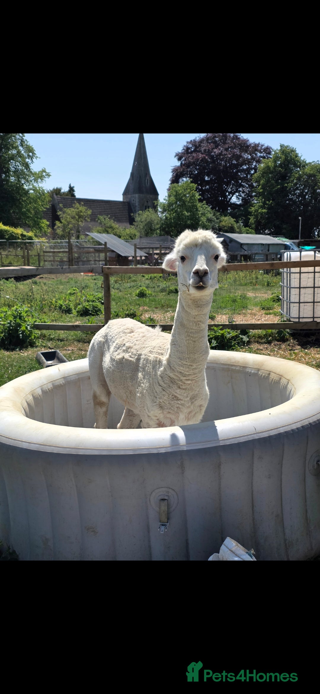 Alpaca livestock for sale: 3 Male Alpacas  - Image 2
