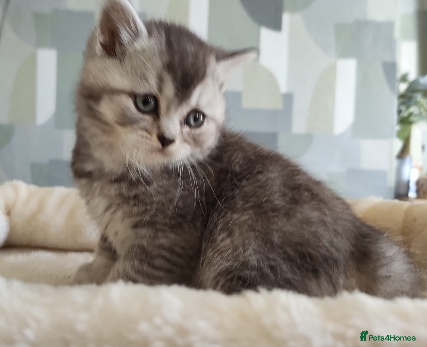 British Shorthair cats 8 BRITISH SHORTHAIR KITTENS GCCF REGISTERED  - Advert 13