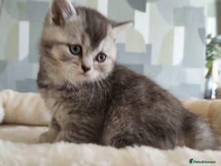 British Shorthair cats 8 BRITISH SHORTHAIR KITTENS GCCF REGISTERED - Advert 13