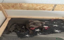 Staffordshire Bull Terrier dogs for sale: Stunning KC Blue Staffordshire Bull Terrier Pups - Image 2