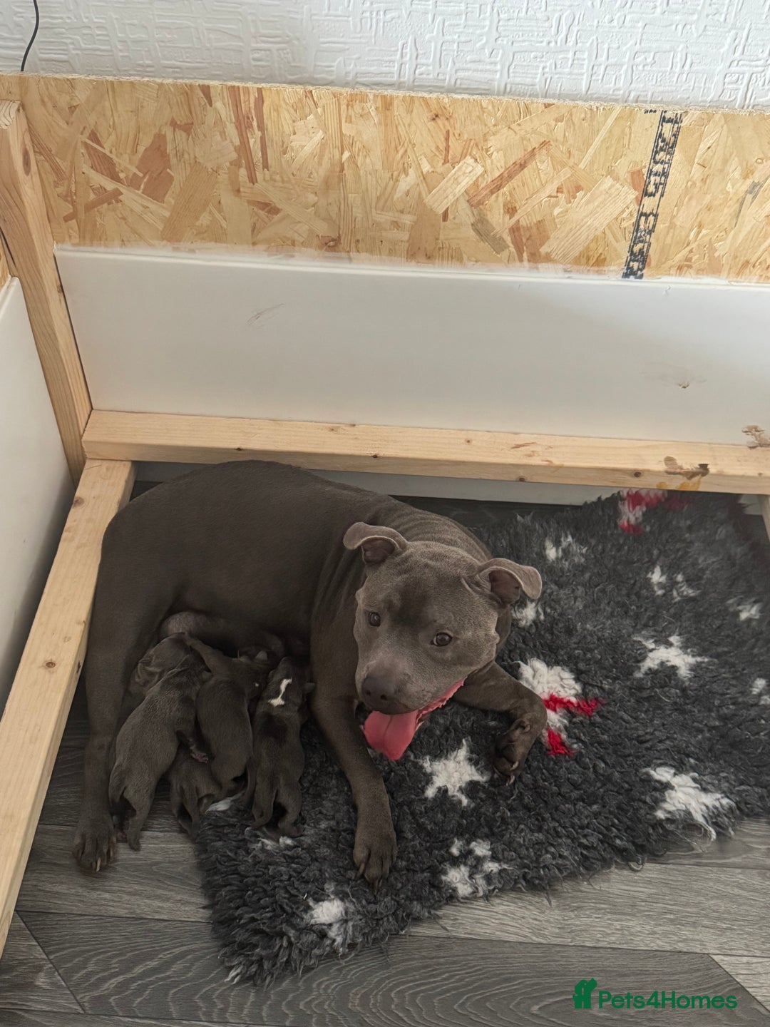 Staffordshire Bull Terrier dogs for sale: Stunning KC Blue Staffordshire Bull Terrier Pups - Image 2