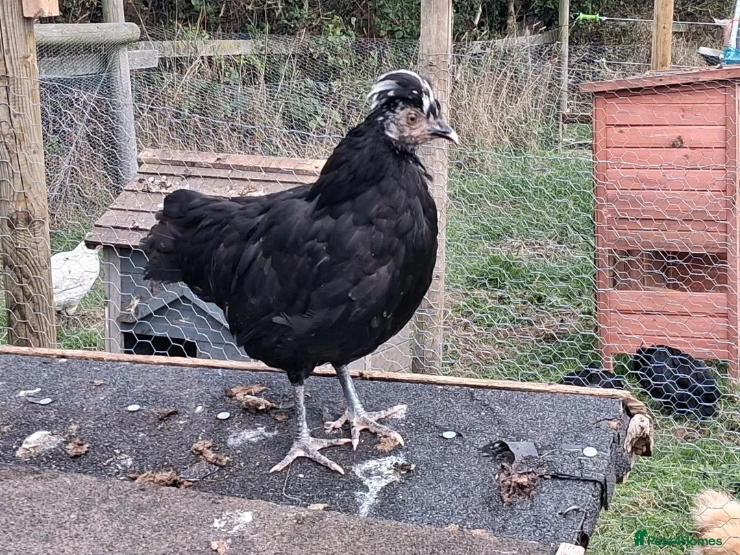 Mixed Breed poultry for sale: Polish x bantams £20 each. - Advert 8