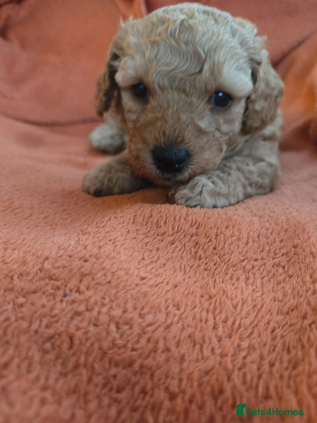 Mixed Breed dogs for sale: Beautiful Health Tested Poochon Cross Puppies  - Advert 24