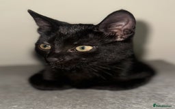 British Shorthair cats for sale: MALE BALCK KITTENS   - Image 2