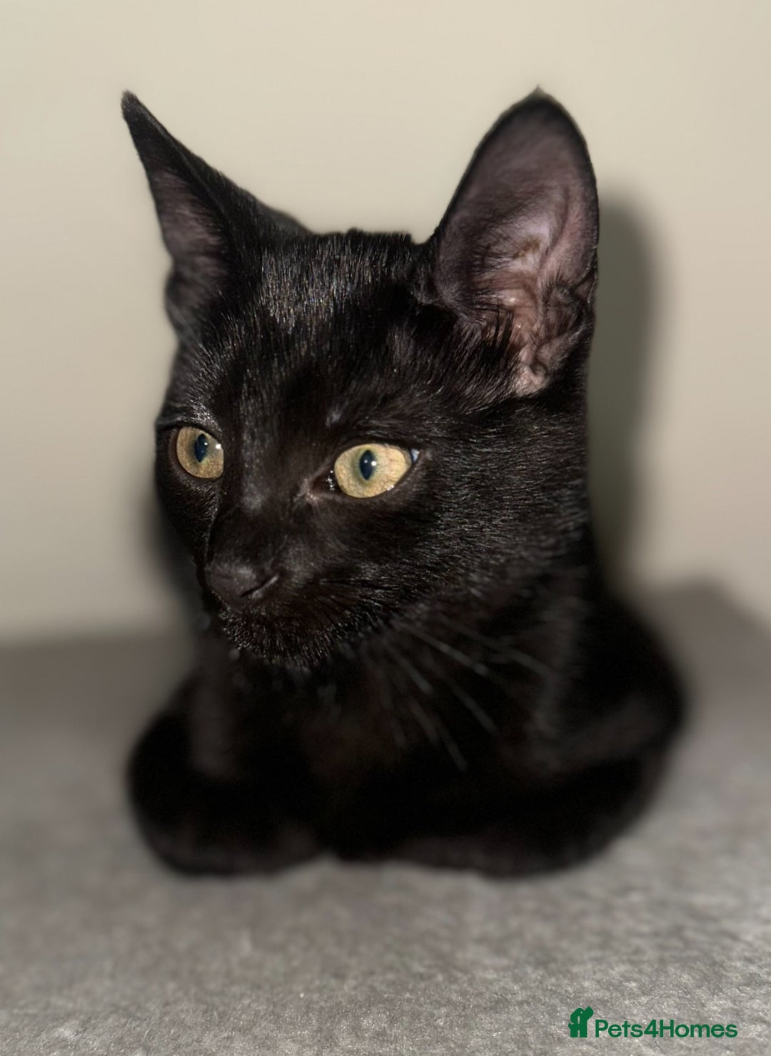 British Shorthair cats for sale: MALE BALCK KITTENS   - Image 2