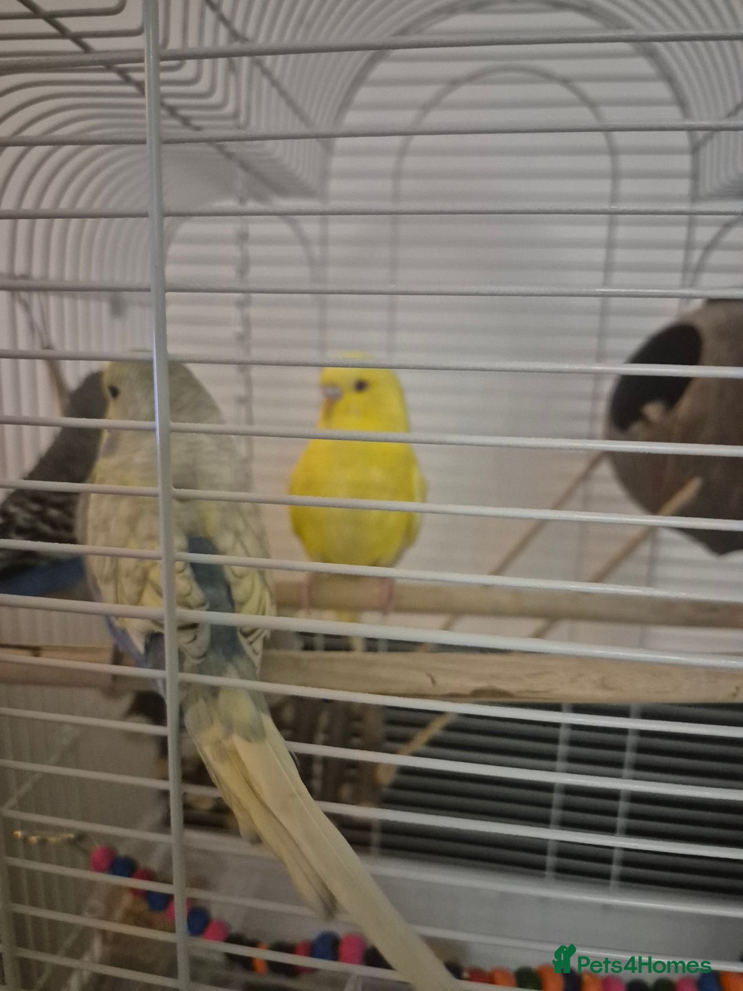 Budgerigars birds for sale: 3 budgies looking for new home  - Image 2