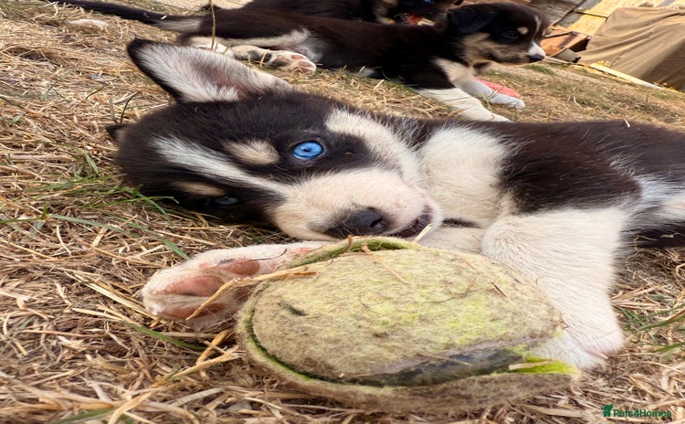 Pomsky dogs - Advert 2