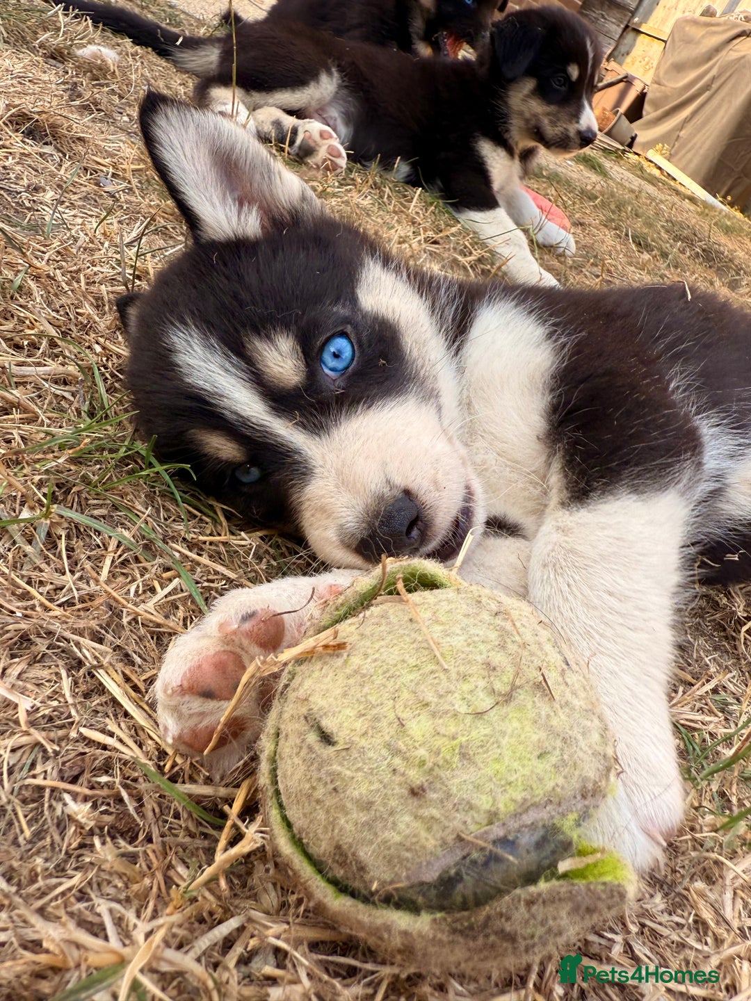 Pomsky dogs for sale: F4❗️READY 🏡 (brown/ bi eyed) REDUCED 💫  - Image 6