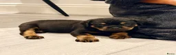 Rottweiler dogs for sale: Rottweiler Female Puppy Ready To Leave  - Advert 3