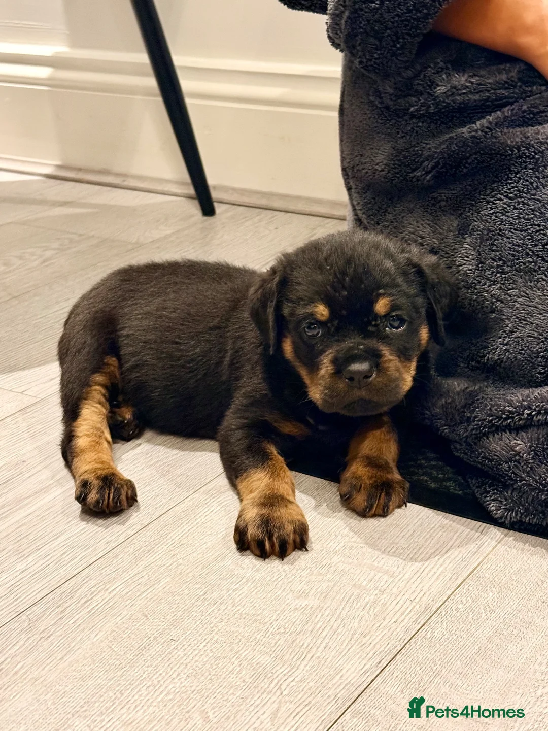 Rottweiler dogs for sale: Rottweiler Female Puppy Ready To Leave  - Advert 3