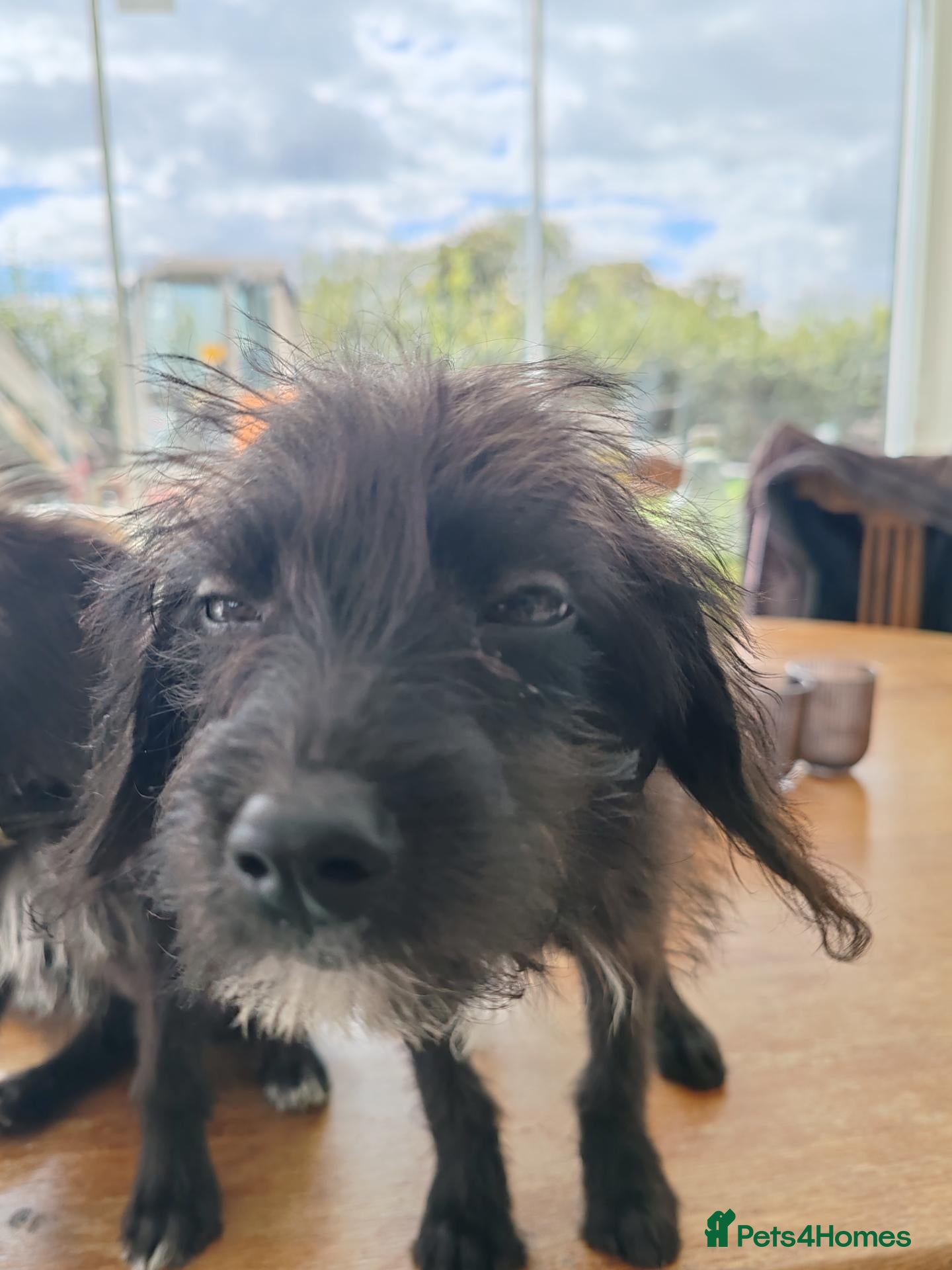 Bordoodle dogs Only one remaining Bordoodle Colliepoo - Advert 2
