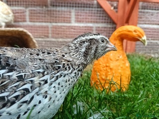 Quail poultry - Advert 10