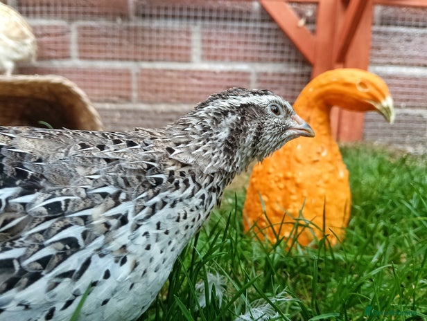 Quail poultry - Advert 1