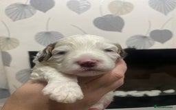 Cockapoo dogs for sale: F1b cockapoo puppies ready now - Advert 22