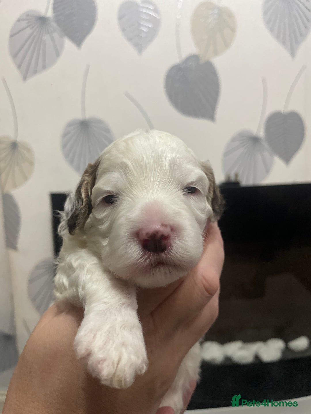 Cockapoo dogs for sale: F1b cockapoo puppies ready now - Advert 22