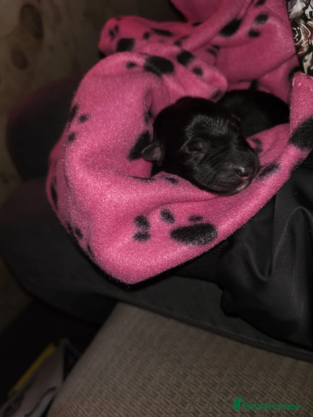 German Shepherd dogs for sale: German Shepherd Puppies 6 Females 3 Male - Advert 15