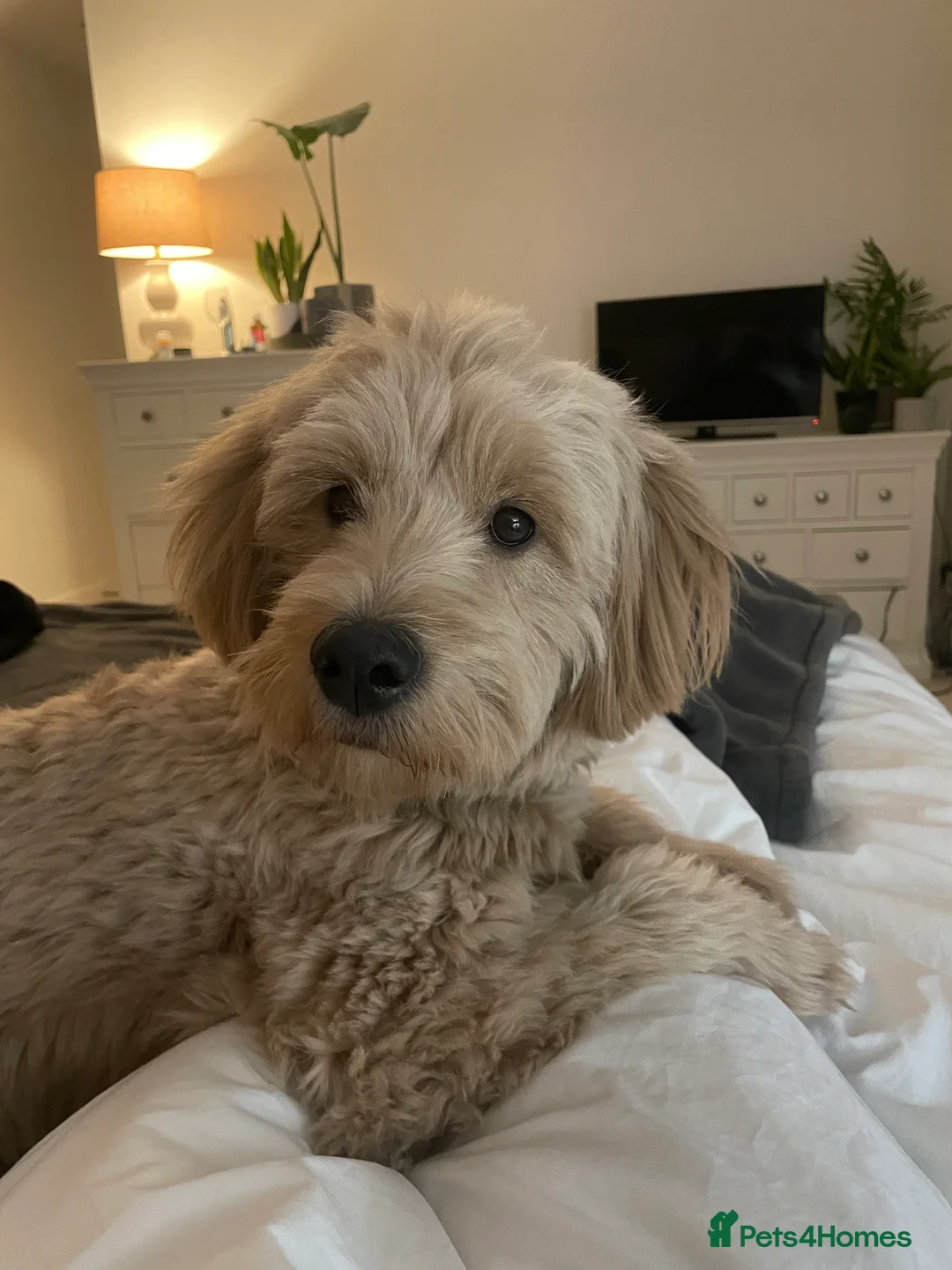 Mini Goldendoodle dogs for sale: 5★Miniature Goldendoodle Puppies-Waiting List Open - Advert 9