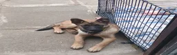 Belgian Shepherd Dog dogs for sale: 7 Month Belgian shepherd - Advert 4
