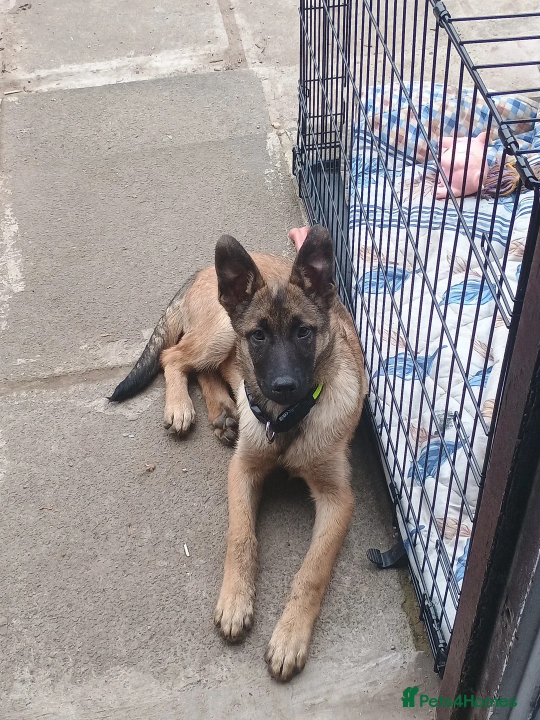Belgian Shepherd Dog dogs for sale: 7 Month Belgian shepherd - Advert 4
