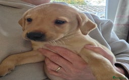 Labrador Retriever dogs for sale: Labrador puppies - Image 9