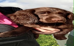 Cocker Spaniel dogs for sale: Working cocker spaniel pups - Image 7