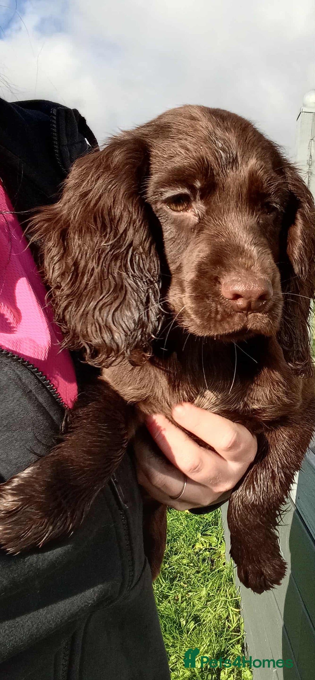 Cocker Spaniel dogs for sale: Working cocker spaniel pups - Image 7