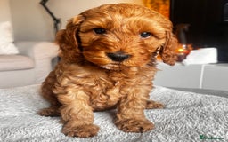 Cockapoo dogs for sale: Beautiful Cockapoo F2 puppies  - Image 21