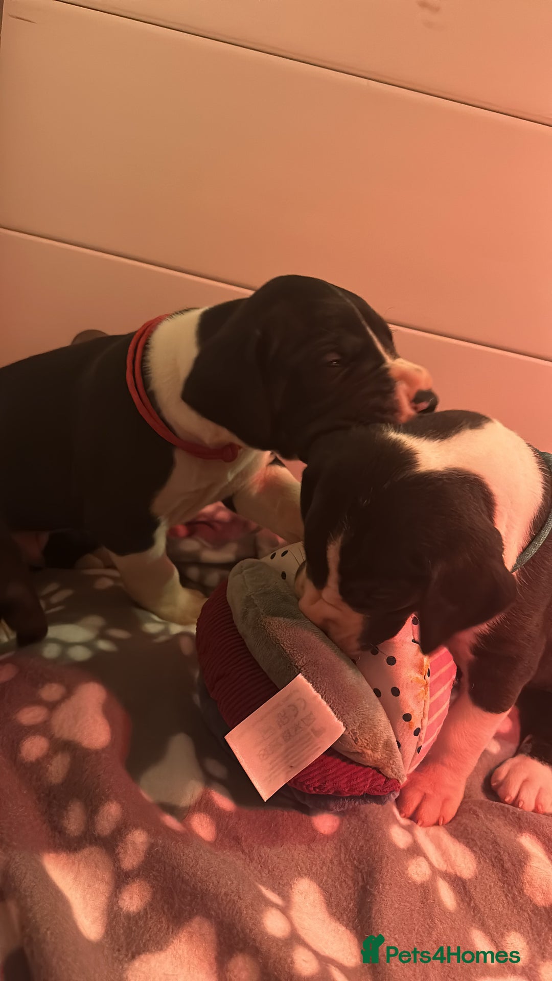 Great Dane dogs for sale: Stunning Great Dane Mantle Puppies - Image 9