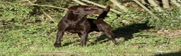 Labrador Retriever dogs for sale: Exceptional KC Reg Chocolate Labrador Puppies  - Advert 21