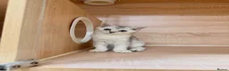 British Shorthair cats for sale: Friendly Silver/White British Shorthair Kitten - Advert 9
