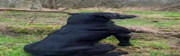 Labrador Retriever dogs for sale: Black Labrador pups stunning top trialing lines  - Advert 7